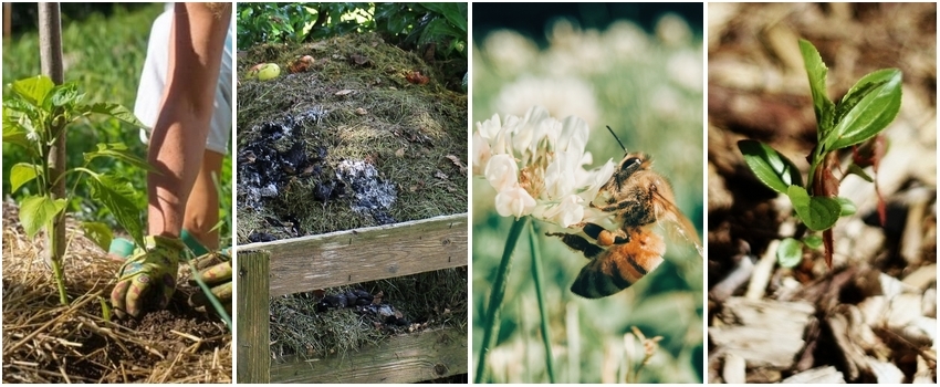 paillage, compostage, abeille, broyat
